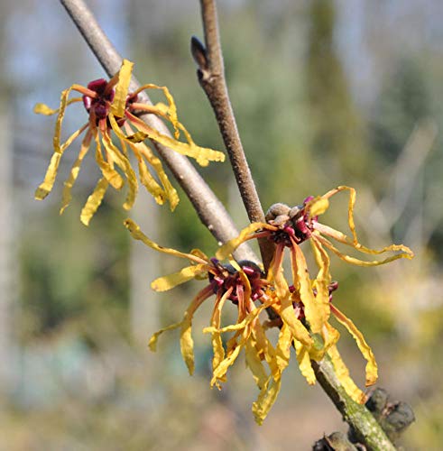 Zaubernuß Orange Peel 30-40cm - Hamamelis intermedia - Gartenpflanze von Baumschule