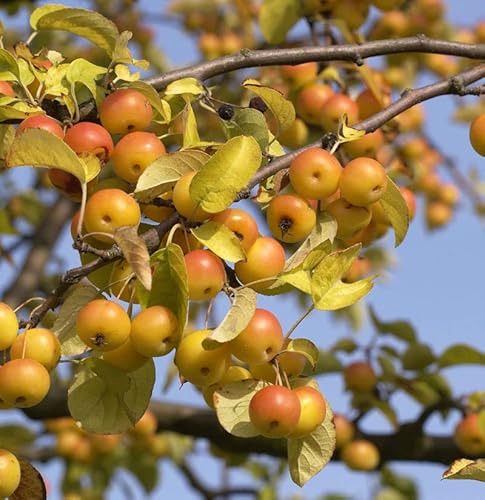 Zierapfel Butterball 60-80cm - Malus Hybride - Gartenpflanze von Baumschule