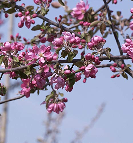 Zierapfel Dark Rosaleen 60-80cm - Malus Hybride - Gartenpflanze von Baumschule