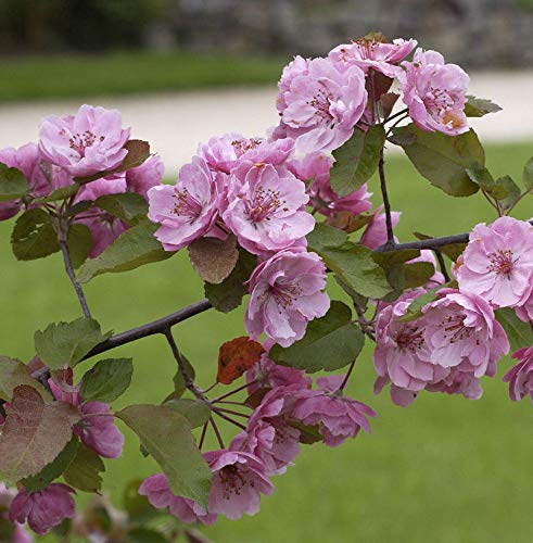 Zierapfel Liset 60-80cm - Malus Hybride - Gartenpflanze von Baumschule