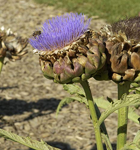 Zierartischocke - Cynara scolymus - Gartenpflanze von Baumschule