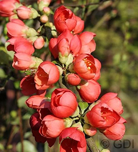 Zierquitte Orange Storm 40-60cm - Chaenomeles - Gartenpflanze von Baumschule