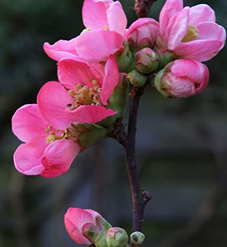 Zierquitte Pink Lady 40-60cm - Chaenomeles - Gartenpflanze von Baumschule