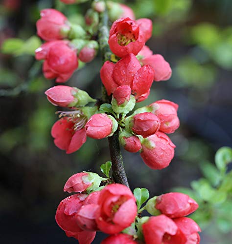 Zierquitte Pink Storm 40-60cm - Chaenomeles - Gartenpflanze von Baumschule