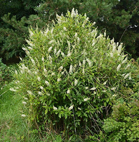 Zimterle Silberkerzenstrauch 40-60cm - Clethra alnifolia - Gartenpflanze von Baumschule