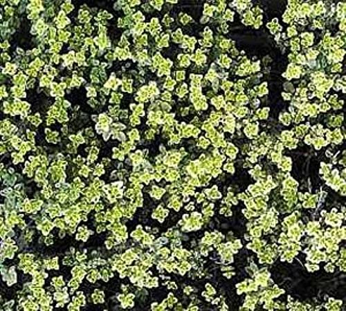 Zitronenthymian Silver Queen - Thymus citriodorus - Gartenpflanze von Baumschule