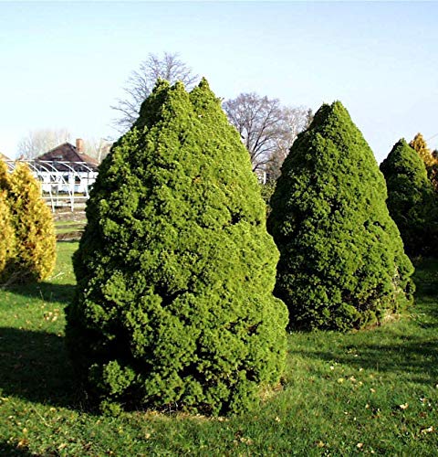 Zuckerhut Fichte 40-50cm - Picea glauca - Gartenpflanze von Baumschule