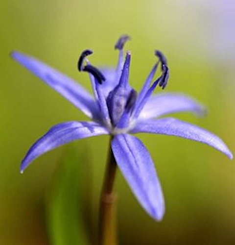 Zweiblättriger Blaustern - Scilla bifolia Zweiblättriger Blaustern - Scilla bifolia von Baumschule