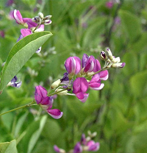 Zweifarbiger Buschklee 30-40cm - Lespedeza bicolor - Gartenpflanze von Baumschule