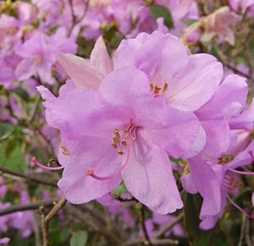 Zwerg Alpenrose Robert Seleger 15-20cm - Rhododendron keleticum von Baumschule