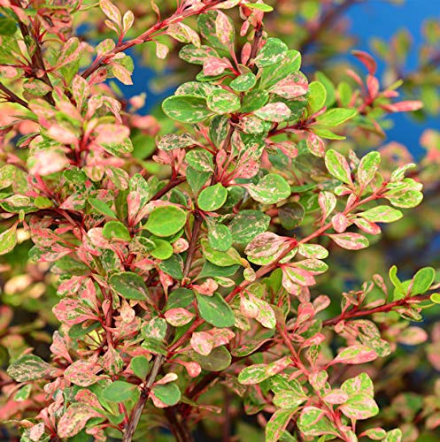 Zwerg Berberitze Natasza 15-20cm - Berberis thunbergii - Gartenpflanze von Baumschule