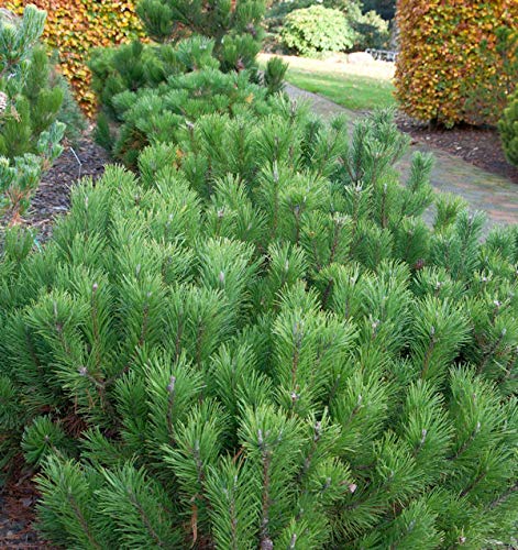 Zwerg Bergkiefer 20-25cm - Pinus mugo - Gartenpflanze von Baumschule