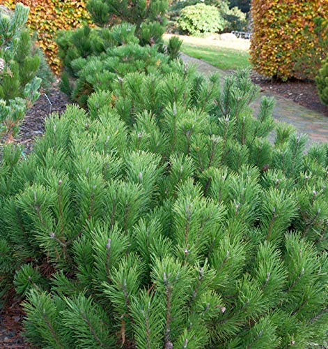 Zwerg Bergkiefer 40-50cm - Pinus mugo - Gartenpflanze von Baumschule