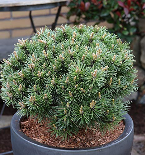 Zwerg Bergkiefer Benjamin 15-20cm - Pinus mugo - Gartenpflanze von Baumschule