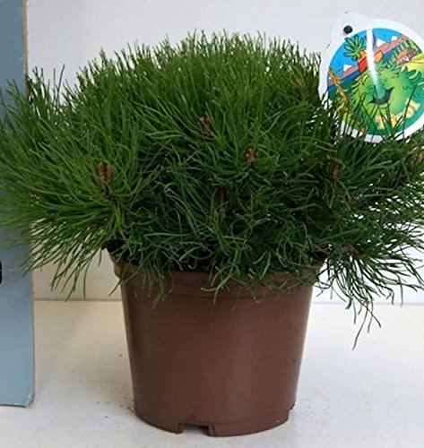 Zwerg Bergkiefer Typ Tirol 15-20cm - Pinus mugo - Gartenpflanze von Baumschule