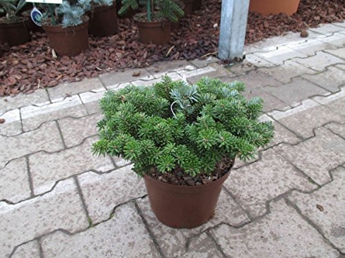 Zwerg Koreatanne - Abies koreana - Brillant - natürliche wertvolle Zwergform - Rarität - 15-20 cm von Baumschule