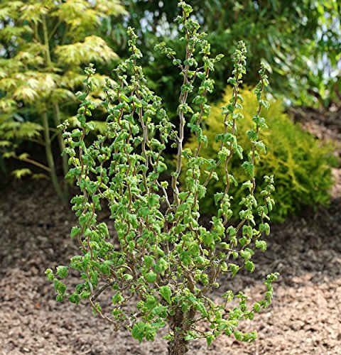 Zwerg Korkenzieher Haselnuss Scooter 60-80cm - Corylus avellana von Baumschule