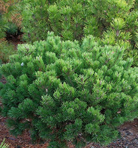 Zwerg Latschenkiefer Klostergrün 20-25cm - Pinus mugo - Gartenpflanze von Baumschule