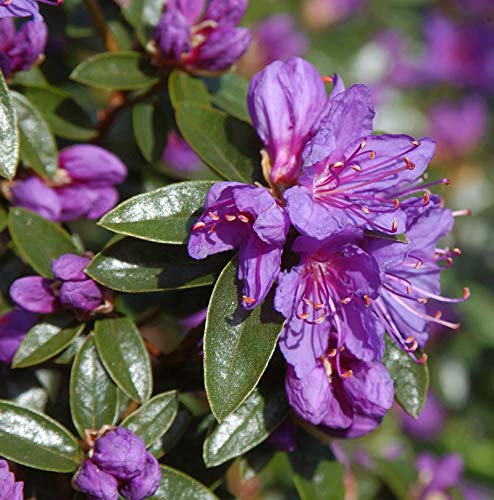 Zwerg Rhododendron Blue Wonder 20-25cm - Rhododendron russatum - Zwerg Alpenrose von Baumschule
