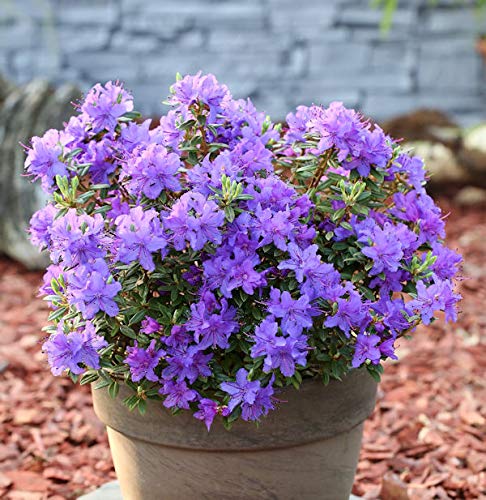Zwerg Rhododendron Purple Pillow 20-25cm - Rhododendron russatum - Zwerg Alpenrose Zwerg Rhododendron Purple Pillow 20-25cm - Rhododendron russatum - Zwerg Alpenrose von Baumschule