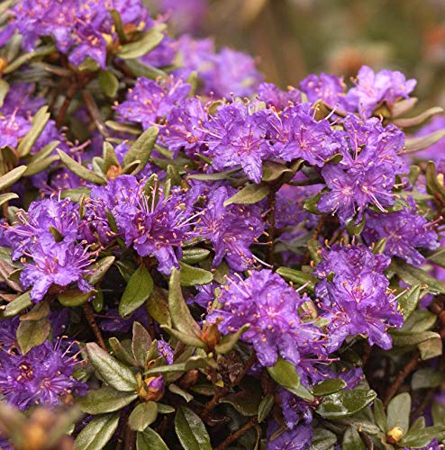 Zwerg Rhododendron Usambara 30-40cm - Rhododendron russatum - Zwerg Alpenrose von Baumschule