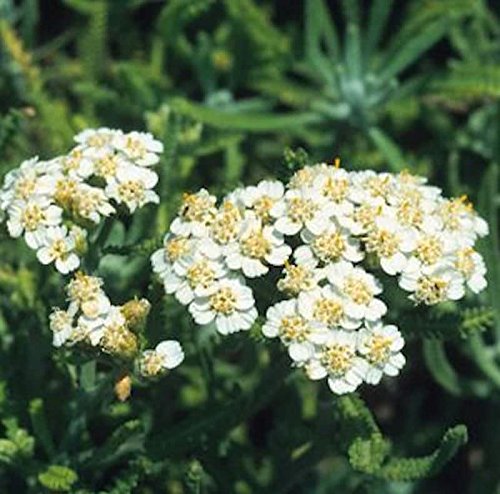 Zwerg Schafgarbe - Achillea kellereri - Gartenpflanze von Baumschule