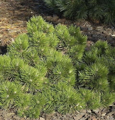 Zwerg Schwarzkiefer Hornibrookiana 40-50cm - Pinus nigra - Gartenpflanze von Baumschule