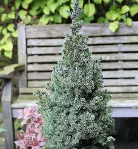 Zwerg Zuckerhut Fichte Sanders Blue 20-25cm - Picea glauca - Gartenpflanze von Baumschule