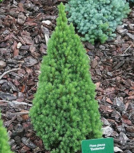 Zwerg Zuckerhutfichte 30-40cm - Picea glauca - Gartenpflanze von Baumschule
