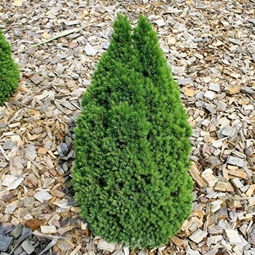 Zwerg Zuckerhutfichte Laurin 50-60cm - Picea glauca - Gartenpflanze von Baumschule