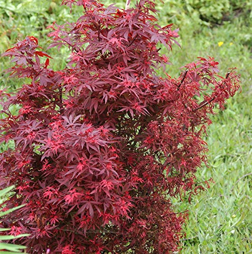 Zwergahorn Shaina 30-40cm - Acer palmatum - Gartenpflanze von Baumschule