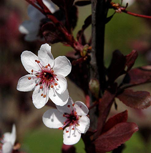 Zwergblutpflaume 40-60cm - Prunus cistena - Gartenpflanze von Baumschule