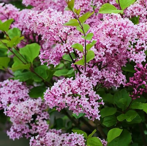 Zwergflieder Lillifee 20-30cm - Syringa meyeri - Gartenpflanze von Baumschule