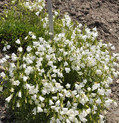 Zwergglockenblume Alba - Campanula cochleariifoli - Gartenpflanze von Baumschule