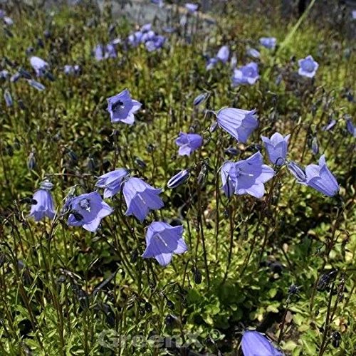 Zwergglockenblume Bavaria Blue - Campanula cochleariifolia - Gartenpflanze von Baumschule
