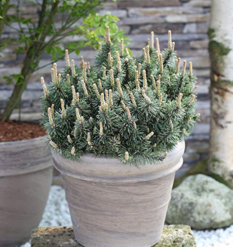 Zwergkiefer Humpy 20-25cm - Pinus mugo - Gartenpflanze von Baumschule