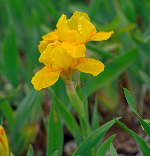 Zwergschwertlilie Orange Caper - Iris barbata nana - Gartenpflanze von Baumschule
