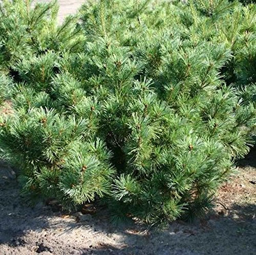 Zwergzirbelkiefer 20-25cm - Pinus cembra von Baumschule