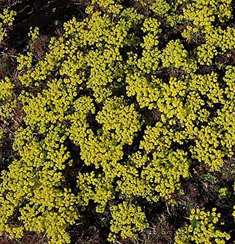 Zypressen Wolfsmilch Clarice Howard - Euphorbia cyparissias - Gartenpflanze von Baumschule