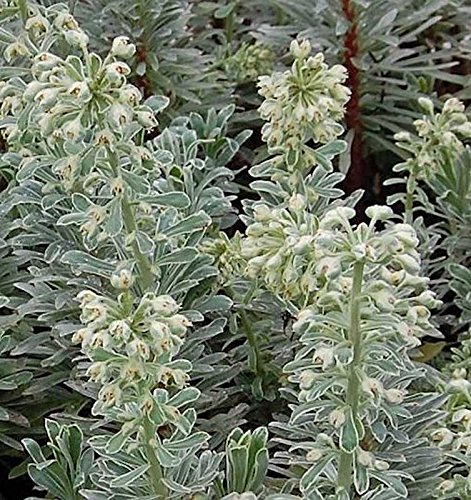 Zypressen Wolfsmilch Silver Swan - Euphorbia characias - Gartenpflanze von Baumschule