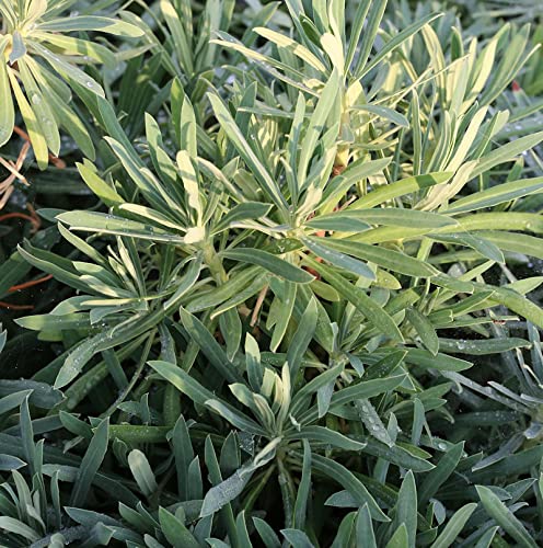 Zypressen Wolfsmilch Wulfen - Euphorbia characias - Gartenpflanze von Baumschule