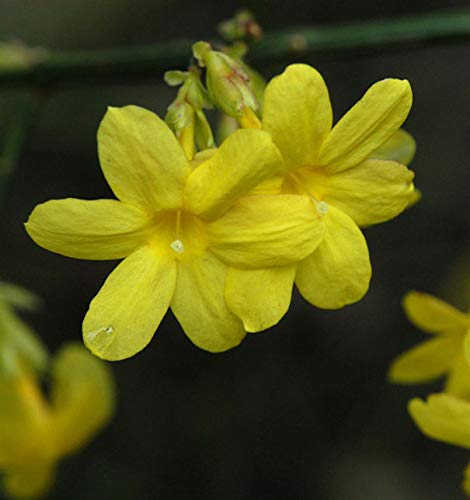 echter Winter Jasmin 125-150cm - Jasminum nudiflorum - Gartenpflanze von Baumschule