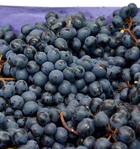 große blaue Weinrebe Nero 80-100cm - Vitis - Gartenpflanze von Baumschule