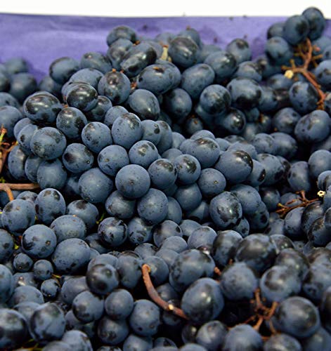 große blaue Weinrebe Nero 80-100cm - Vitis große blaue Weinrebe Nero 80-100cm - Vitis von Baumschule