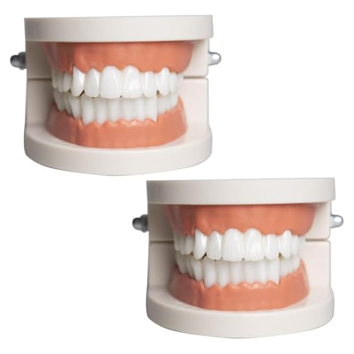 Zahnmodell Kinder Gebiss Modell 2Pcs Zahnpflege Modell Demonstration Tool Zähne Modell Standard für Lehre, Zähne Dental Demonstrationsmodell Zahnmodell Zahnmodell Kinder Gebiss Modell 2Pcs Zahnpflege Modell Demonstration Tool Zähne Modell Standard für Lehre, Zähne Dental Demonstrationsmodell Zahnmodell von Bavooty