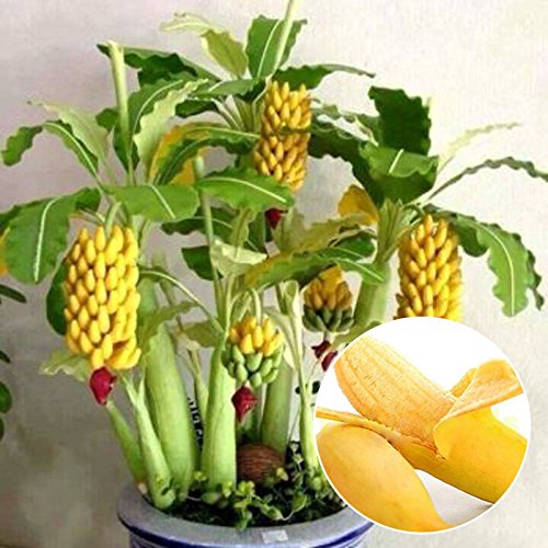 100 pcs Schnellwachsende Essbar Zwerg Banana Tree Samen Bonsai Banane Samen von Bayram