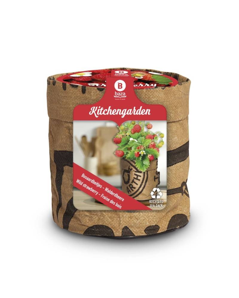 Baza Seeds Kitchengarden Walderdbeere rot von Baza Seeds