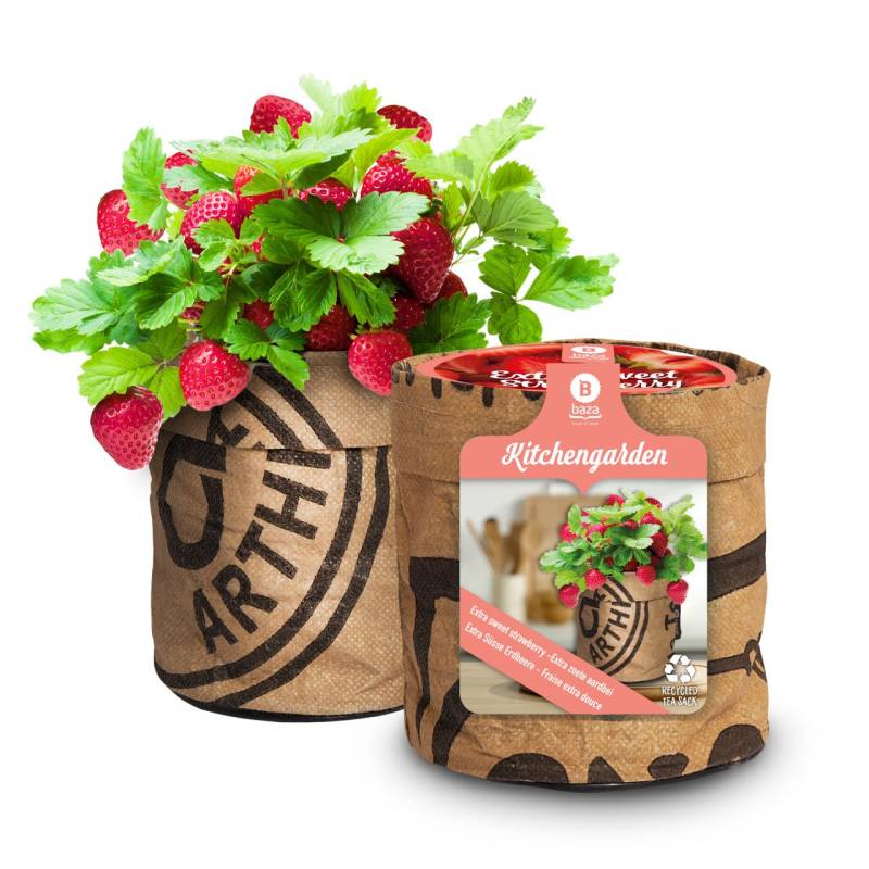 Baza Seeds Küchengarten extra süße Erdbeere von Baza Seeds