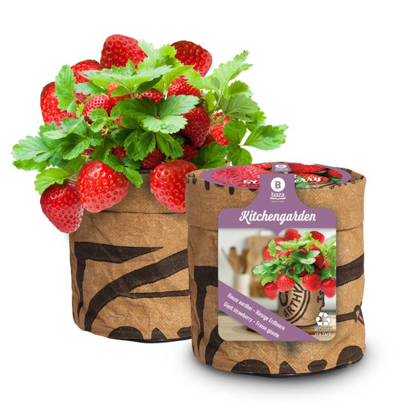 Baza Seeds Küchengarten riesige Erdbeere von Baza Seeds