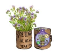 Baza Seeds Nützlingsblumen Kapuzinerkresse von Baza Seeds